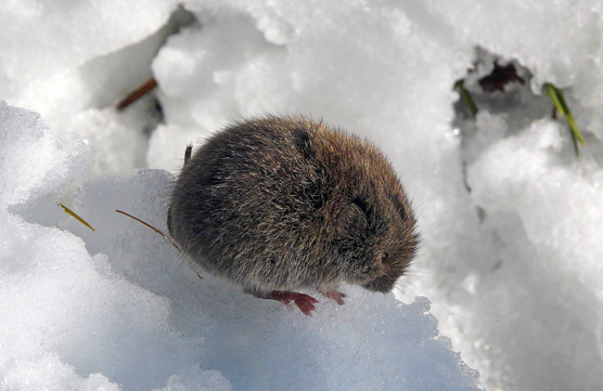 Fauna del Veneto, Arvicola delle nevi (Microtus nivalis), Parco naturale regionale delle Dolomiti d'Ampezzo.